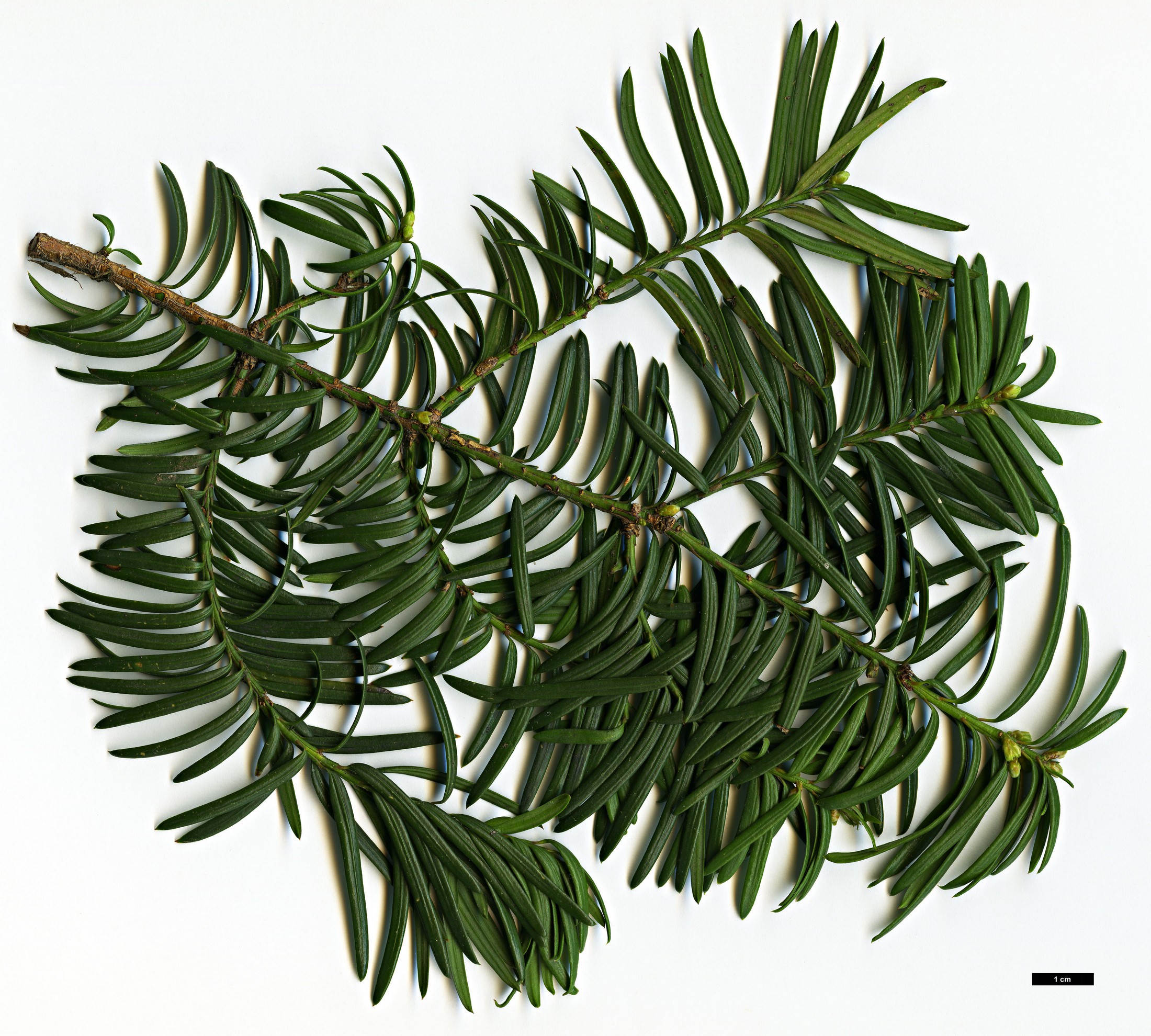 High resolution image: Family: Taxaceae - Genus: Taxus - Taxon: ×media - SpeciesSub: 'Sargentii' (T.baccata × T.cuspidata)